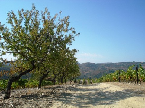 Rota das Amendoeiras