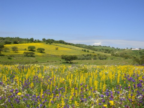 Nas Margens de Alqueva